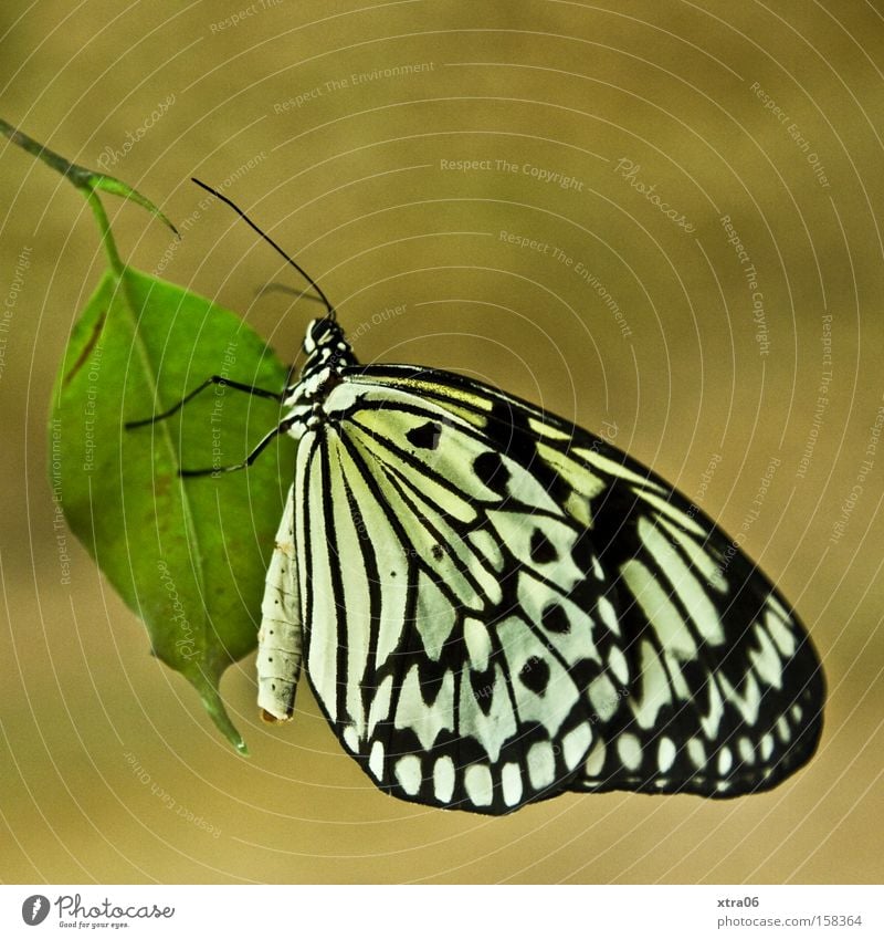 baumnymphe Schmetterling Insekt Blatt Schweben Flügel Fühler zart fetshalten