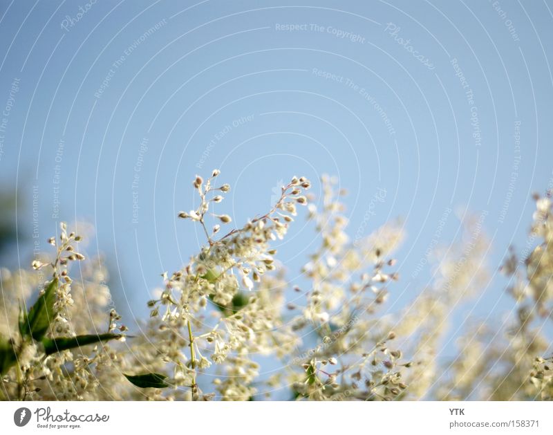 Windfänger harmonisch Sommer Natur Pflanze Luft Himmel Wolkenloser Himmel Frühling Blume Blatt Blüte Grünpflanze Garten weich blau Stimmung Botanik zart fein