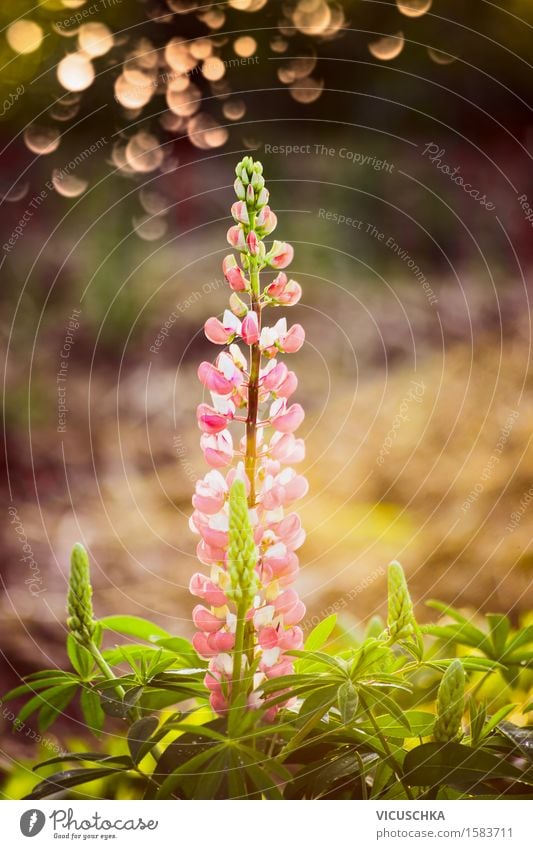 Schöne Lupine Blüte über Sommergarten Design Freizeit & Hobby Garten Dekoration & Verzierung Natur Pflanze Gras Blatt Park Wiese Blühend rosa Blume Farbfoto