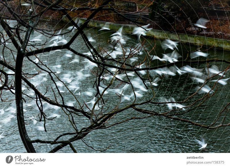 Möwen Vogel Vogelschwarm Schwarm fliegen Flucht Zugvogel Abheben Ferien & Urlaub & Reisen Wasser Fluss Kanal Seeufer Flussufer Luftverkehr