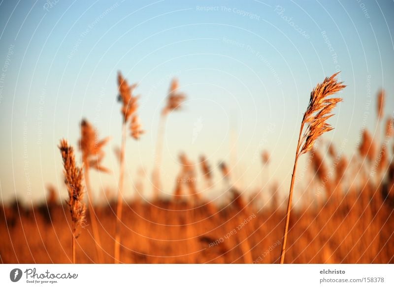 Halme frei im Winde Himmel Tag Feld Schilfrohr braun Herbst himmelblau Sonnenlicht Helsinki Gras Natur Freiheit Landschaft Seeufer