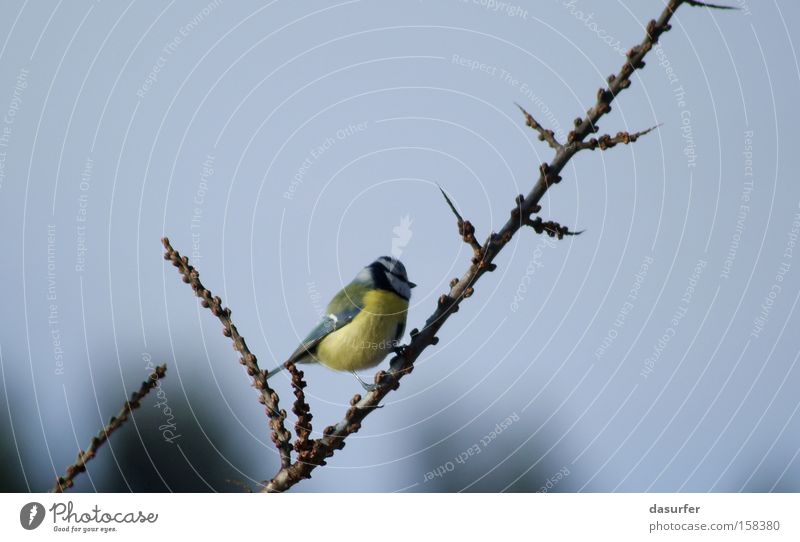 Einsam Vogel Winter Herbst Einsamkeit Meisen kalt Blaumeise blau Ast Tier Natur