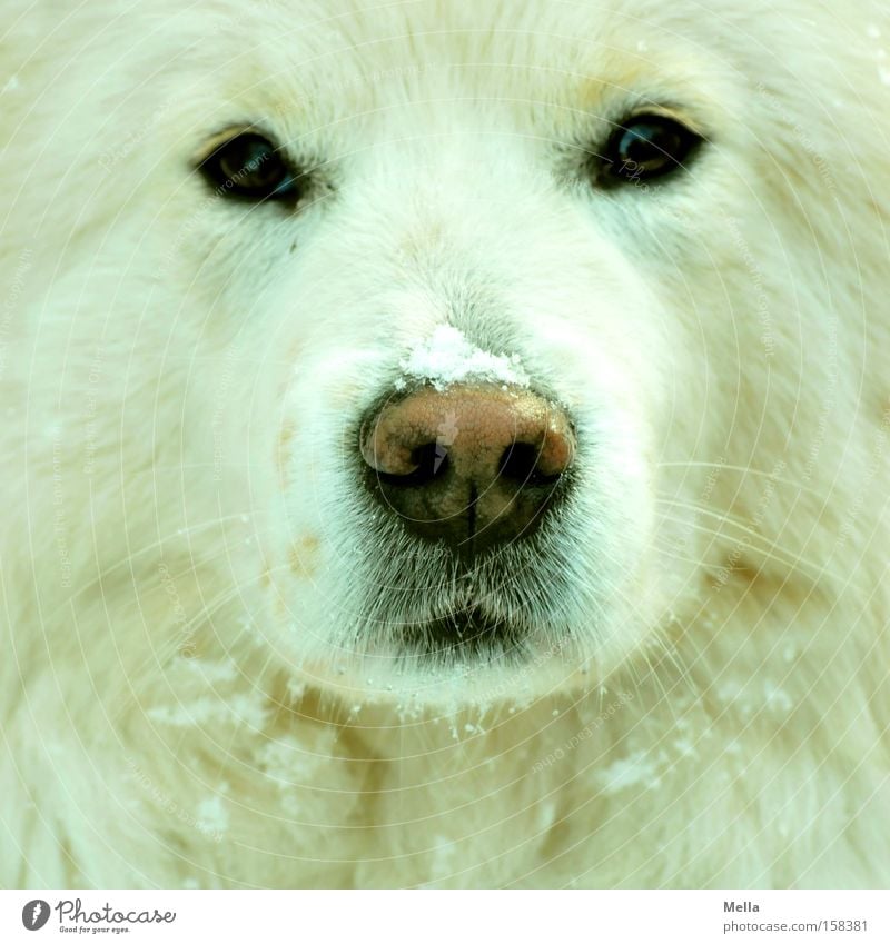 Hund! Schnee Fell weiß Wachsamkeit Konzentration frontal Nase Schnauze Auge direkt Flocke Säugetier Farbfoto Tierporträt Vorderansicht Blick