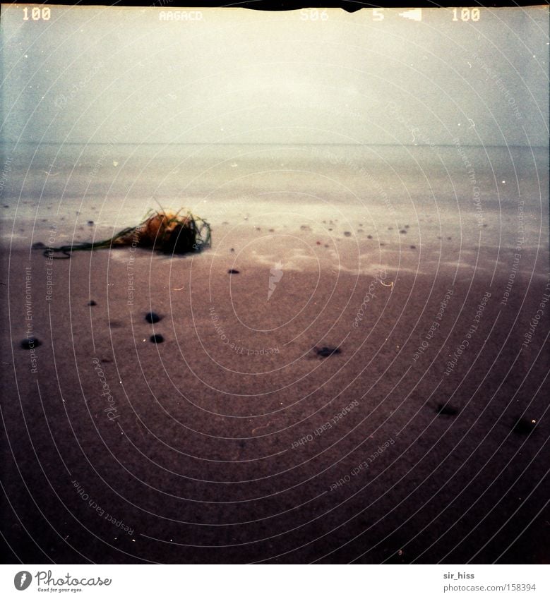 Strandgut Ostsee Meer Wellen Sand Algen Muschel Darß Lomografie Winter Wasser