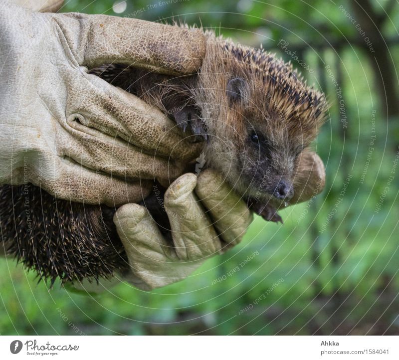 Ein Igel vor unscharfem Hintergrund der von zwei Händen festgehalten wird Wildtier Tier tragen wild braun grün Handschuhe zeigen hängen Tropfen Nase niedlich