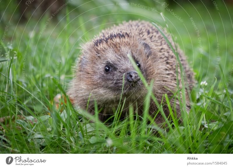 Igel auf grüner Wiese reckt das Näschen Richtung Kamera Tier Wildtier 1 Neugier niedlich wild braun entdecken Schutz stachelig klein begegnen Knopfauge Gebiss