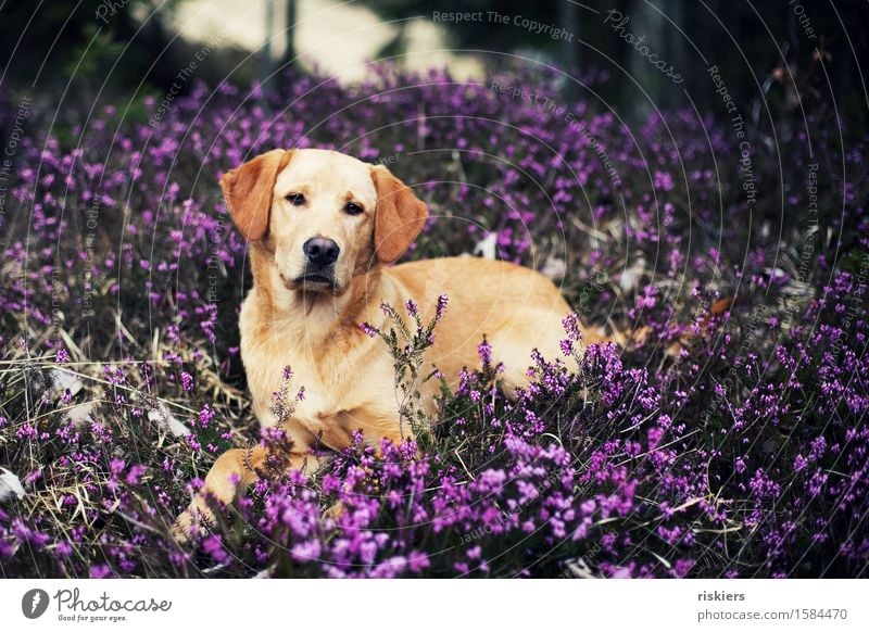 Hübscher Umwelt Natur Pflanze Frühling Heide Bergheide Wald Tier Haustier Hund 1 Tierjunges beobachten liegen Blick warten ästhetisch blond Coolness elegant