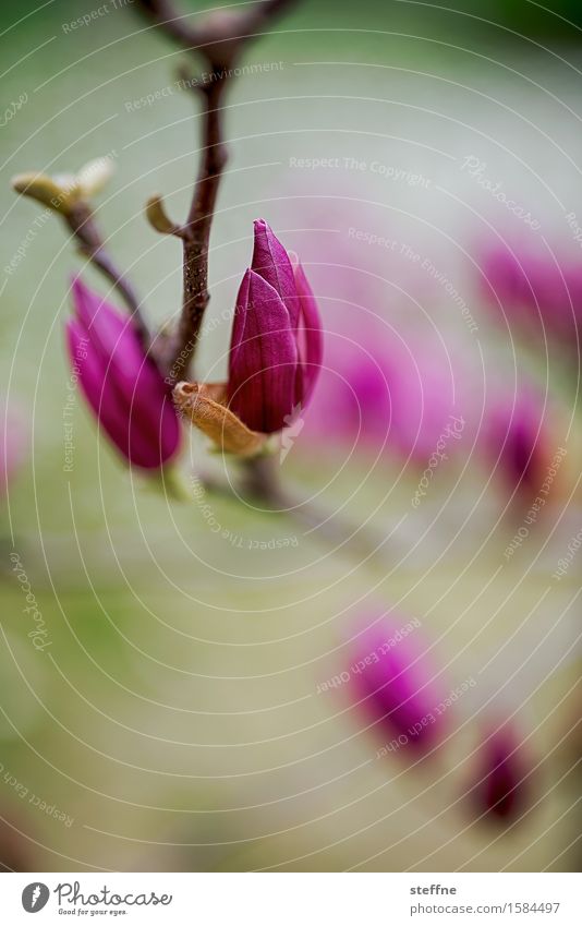 Frühlingserwachen Natur Pflanze Baum Sträucher ästhetisch Magnoliengewächse Magnolienblüte Magnolienbaum magenta Nahaufnahme Farbfoto mehrfarbig Menschenleer