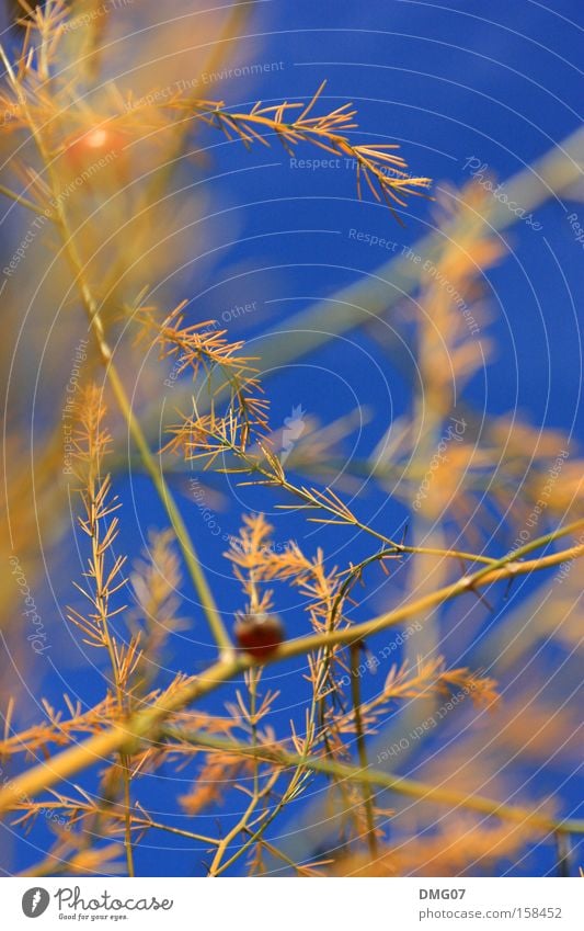 orange:blue Orange ruhig Sommer Winter Pflanze Frühling Herbst Blume blau gelb rot Energie Elektrizität Spannung Dynamik Flair Natur Netzwerk Puls Wind Wetter