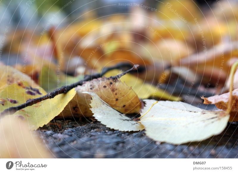 Laub ruhig Winter Natur Herbst Baum Blatt Straße Gefühle Stimmung Trauer Asphalt Stillleben Ast Jahreszeiten Farbfoto Außenaufnahme Detailaufnahme Makroaufnahme