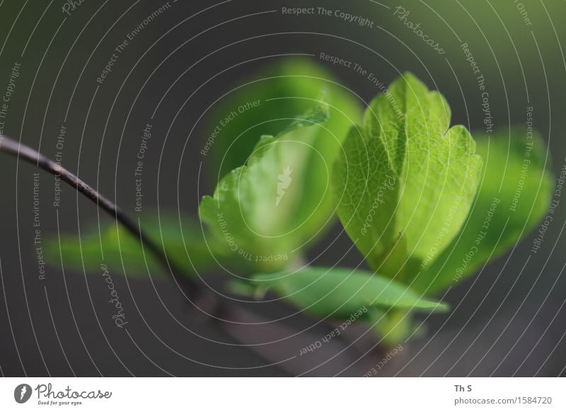 Blatt Natur Pflanze Frühling Blühend ästhetisch authentisch einfach elegant frisch natürlich braun grau grün Frühlingsgefühle Gelassenheit geduldig ruhig Duft