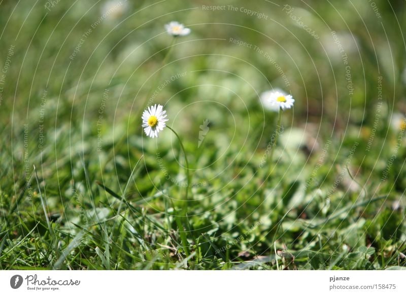 Vorfreude Gras grün Wiese Blume Pflanze Gänseblümchen Blüte Halm Freude Sommer Außenaufnahme Makroaufnahme