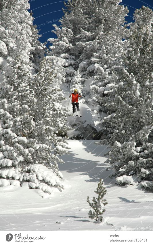 Hermann Maier Schnee Skifahren Berge u. Gebirge Österreich Skier Baum springen Blauer Himmel Free-Ski Tiefschnee Salzburg Bundesland Salzburg extrem Wintersport