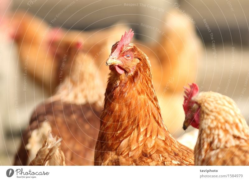 Henne hautnah auf Hof Fleisch schön Garten Frau Erwachsene Natur Landschaft Tier Nutztier Vogel natürlich braun rot Farbe Pute Bauernhof Federvieh Hähnchen