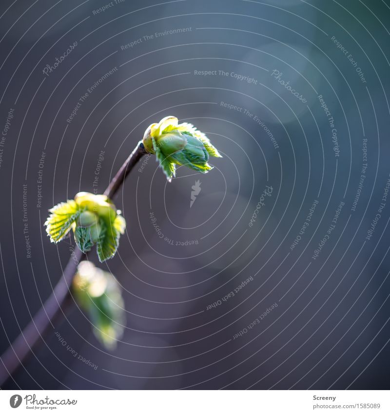 Kopf hoch Natur Pflanze Frühling Schönes Wetter Sträucher Blühend Wachstum klein grün Frühlingsgefühle Blattknospe Farbfoto Außenaufnahme Makroaufnahme