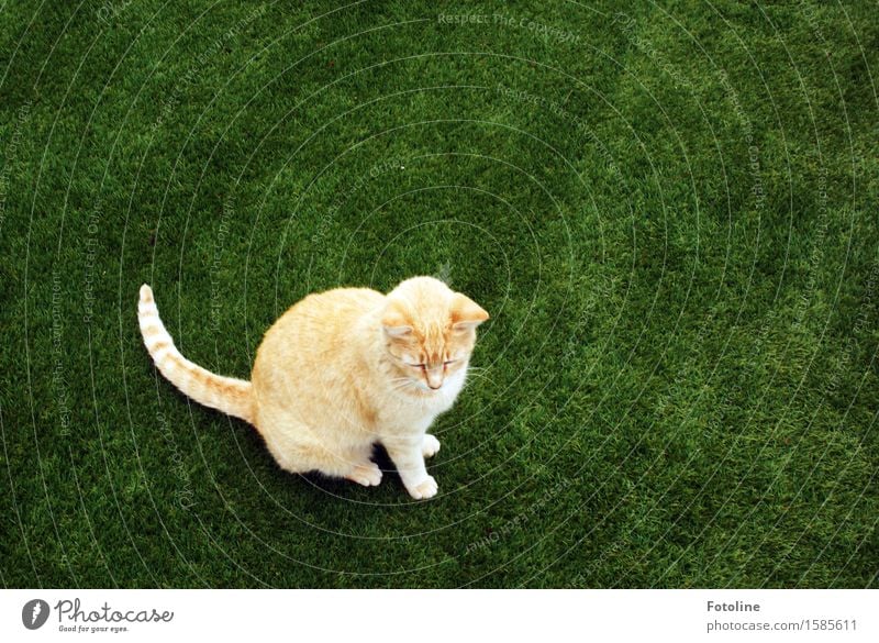 Katze auf grün Umwelt Natur Pflanze Tier Gras Wiese Haustier Fell 1 frei nah natürlich schön orange sitzen Kunstrasen Farbfoto mehrfarbig Außenaufnahme