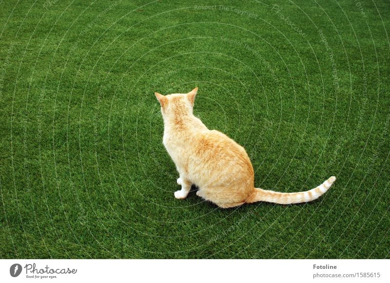 Da bin ich abgeblitzt. Umwelt Natur Pflanze Tier Gras Garten Wiese Haustier Katze Fell 1 frei hell schön nah natürlich grün orange sitzen Kunstrasen Farbfoto