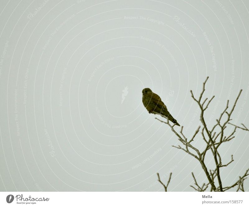 Die Geduld des Falken Erholung Baum Vogel hocken sitzen warten Pause Turmfalke Baumkrone Ast Zweig Geäst Greifvogel Farbfoto Gedeckte Farben Außenaufnahme