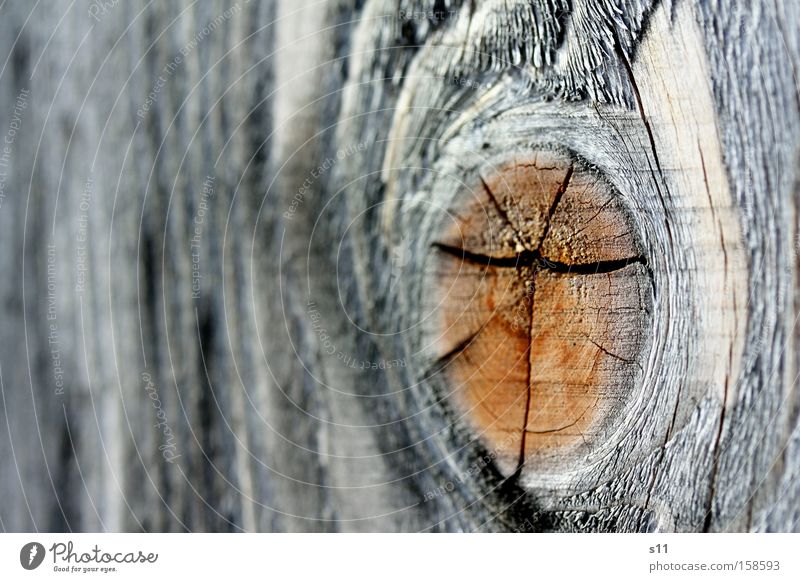 Holzig Möbel robust Riss Natur Baumstamm Tischler Makroaufnahme braun Jahresringe Brennholz Nahaufnahme Auge Nahaunahme Heizkörper