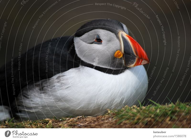 müder papageienetaucher Natur Tier Gras Wiese Wildtier Vogel Papageitaucher Meeresvogel 1 liegen sitzen träumen maritim niedlich Geborgenheit Gelassenheit ruhig