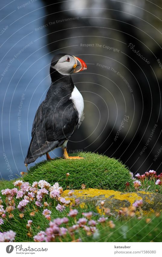 niedlicher papageientaucher Wasser Blume Moos Felsen Küste Schottland Hebriden Tier Wildtier Vogel Papageitaucher Meeresvogel 1 beobachten stehen ästhetisch