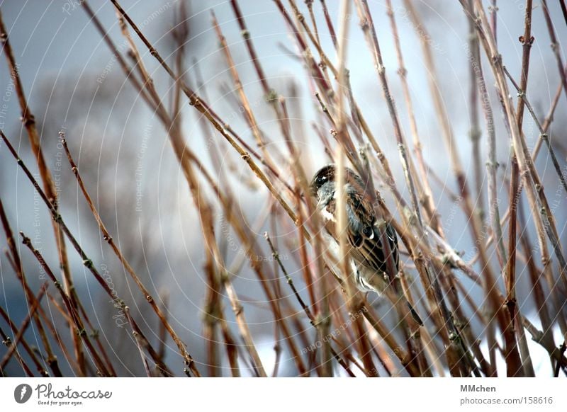 TarnFarben Vogel Sträucher Ast Spatz Tarnung dezent Winter Versteck verstecken kalt Feder Garten Park getarnt