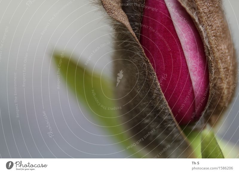 Frühling Natur Pflanze Blühend Duft ästhetisch authentisch einfach elegant frisch natürlich braun grün rot Frühlingsgefühle Gelassenheit geduldig ruhig