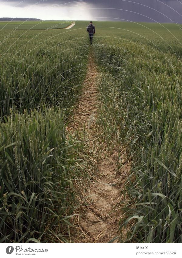 Wanderschaft Farbfoto Außenaufnahme Getreide Sommer wandern Joggen Mann Erwachsene Wolken Regen Gewitter Feld Straße Wege & Pfade gehen laufen Traurigkeit