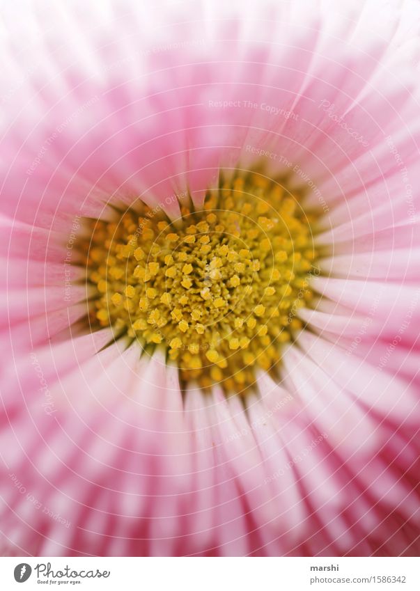 Gartenromanze Natur Pflanze Frühling Sommer Blume Blatt Blüte Gefühle Stimmung Freude Sympathie Freundschaft Zusammensein Liebe Verliebtheit Romantik schön Herz