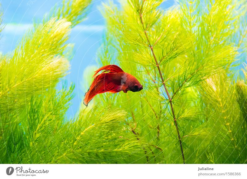 Hahnfische im blauen Wasser Meer Aquarium türkis Fisch Papagei Salz Skalar Apogon Rotfeuerfisch Goldfisch Farbfoto