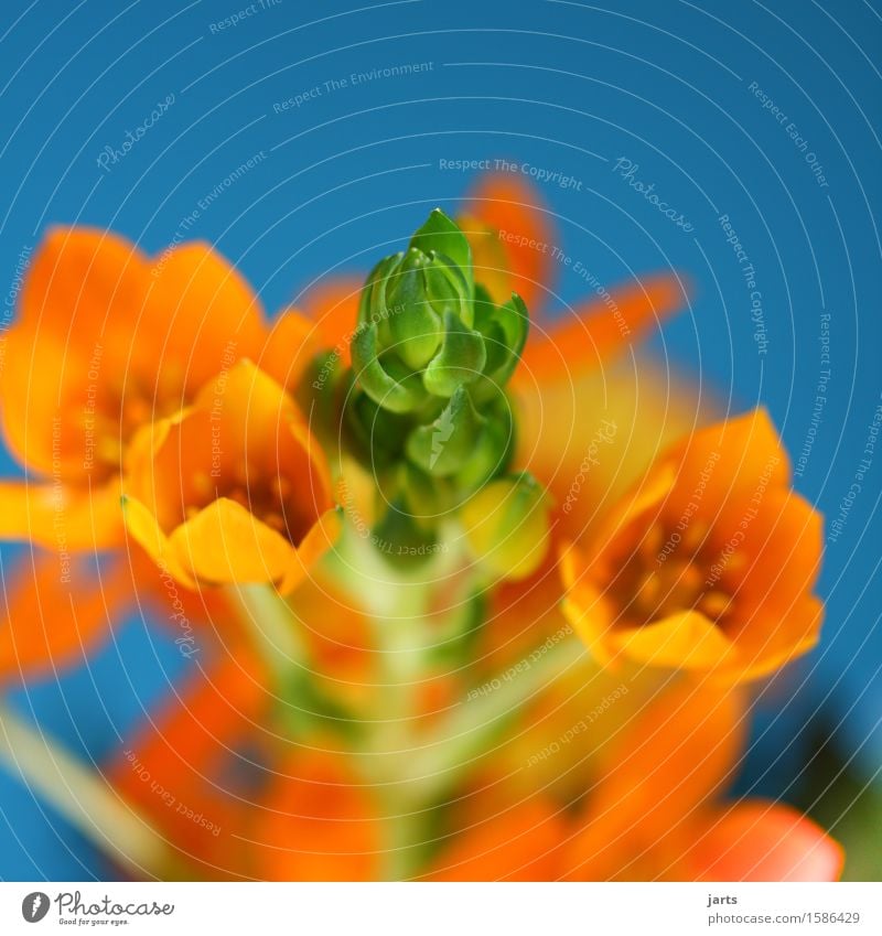 kraftvoll Pflanze Blume Blüte Blühend Duft elegant exotisch frisch natürlich schön blau grün orange Gelassenheit ruhig Natur Farbfoto mehrfarbig Innenaufnahme