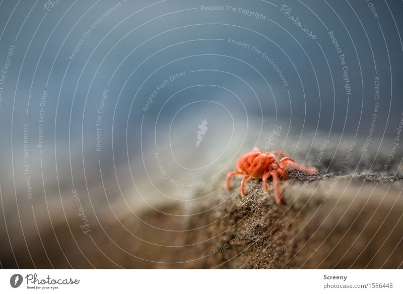 Auf der Mauer, auf der Lauer... Natur Tier Felsen Milbe Insekt 1 krabbeln klein rot Samtmilbe samtig Stein Farbfoto Außenaufnahme Makroaufnahme Menschenleer