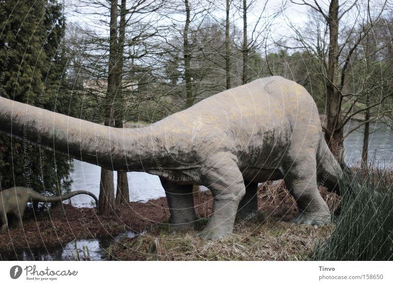 Als es den Menschen noch nicht gab... Dinosaurier Pflanzenfresser Urzeit Sumpfzypresse Macht schwer langhalsig ausgestorben Koloss Vergänglichkeit Brachiosaurus