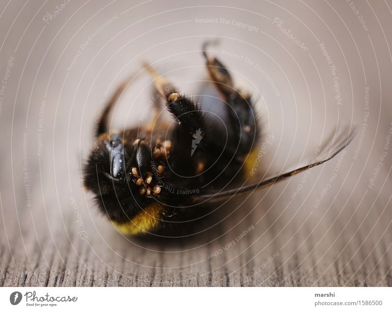 Hummelleben Natur Tier Wildtier Totes Tier 1 Stimmung Verwesung spinnen Ekel Flügel Insekt Farbfoto Außenaufnahme Nahaufnahme Detailaufnahme Makroaufnahme