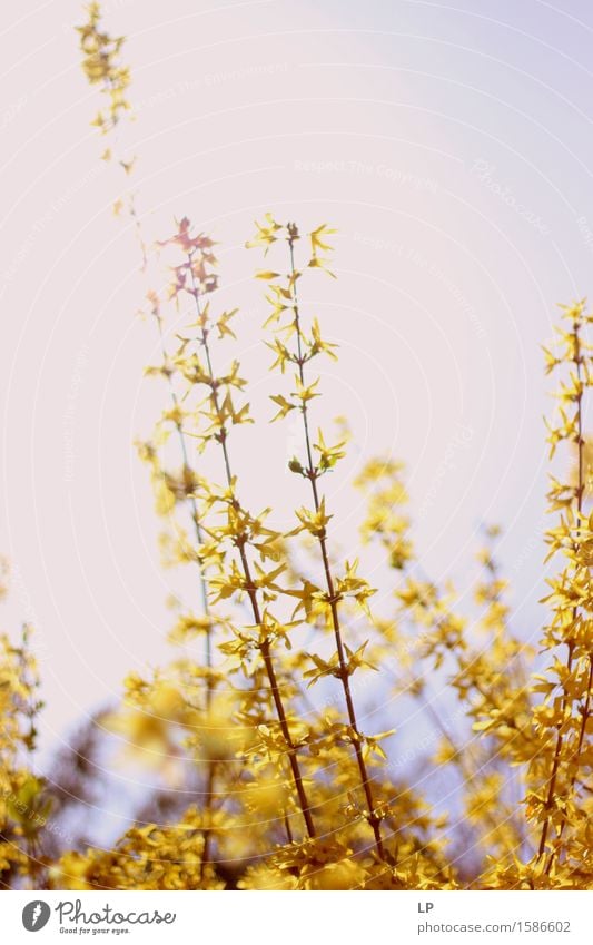 gelblich Umwelt Natur Pflanze Urelemente Frühling Schönes Wetter Blume Blüte Forsithie Forsythienblüte Garten Park einfach Ferne schön Wärme feminin weich