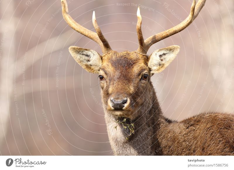 Porträt eines Damhirschhirsches schön Gesicht Jagd Mann Erwachsene Natur Tier Park Wald Pelzmantel groß natürlich wild braun Hirsche Brachland Dama Säugetier