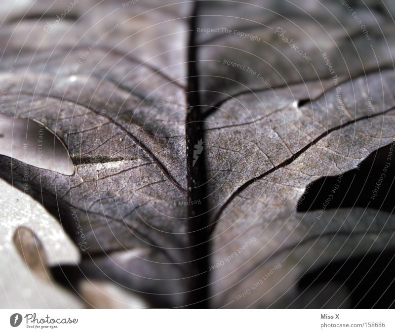 Herbstreste Farbfoto Nahaufnahme Detailaufnahme Makroaufnahme Blatt trist grau Tod trüb Blattadern Gefäße vertrocknet verdorrt bewegungslos herbstlich