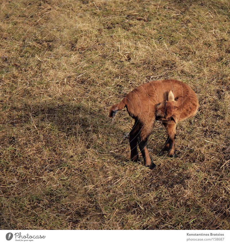 es juckt Farbfoto Außenaufnahme Tag Schatten Schwache Tiefenschärfe Tierporträt Natur Gras Wiese Feld Fell Nutztier 1 Tierjunges stehen niedlich weich braun