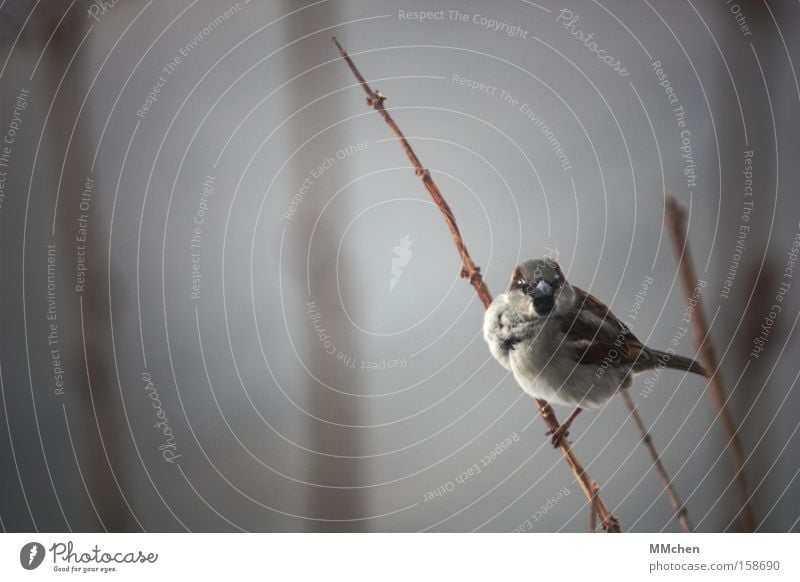 Woll`n wir einen zwitschern? Vogel Spatz Ast Sträucher Schnabel Aussicht Erholung Pause Rastplatz Winter kahl Gezwitscher Garten Park aufgeplustert Auge in Auge