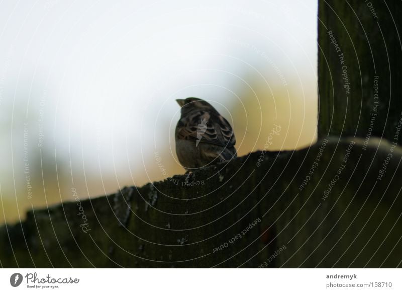 noch'n Spatz ... Farbfoto Gedeckte Farben Außenaufnahme Nahaufnahme Textfreiraum rechts Textfreiraum oben Tag Schwache Tiefenschärfe Rückansicht Frühling Mauer