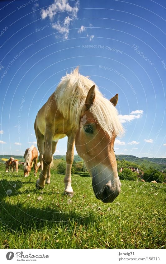 Bess're Zeiten. Haflinger Pferd Reiten Weide Wiese Herde Himmel Säugetier Sommer paddocks