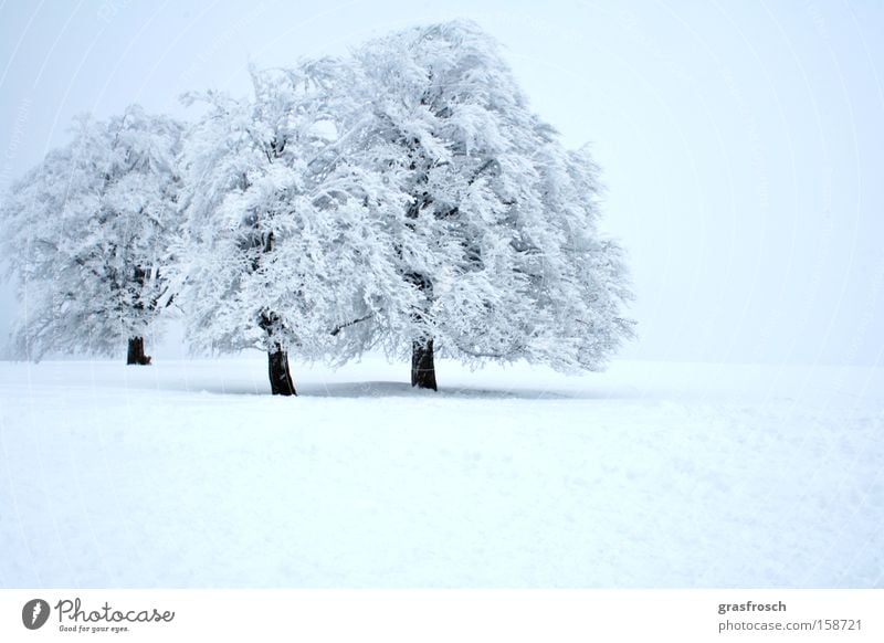 wintereinbruch Schnee Winter Eis Frost Baum Wald Eiskristall Natur Angst Panik