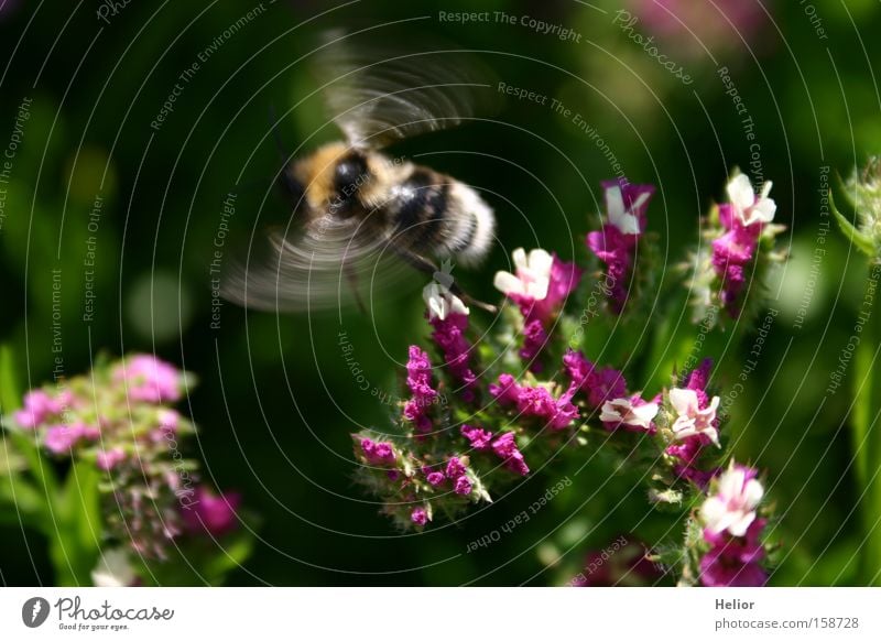 Hummeltanz rosa weiß grün gelb Insekt Beginn Sommer Dynamik Blüte Freude fleißig Blume Wunder Überraschung fliegen Luftverkehr