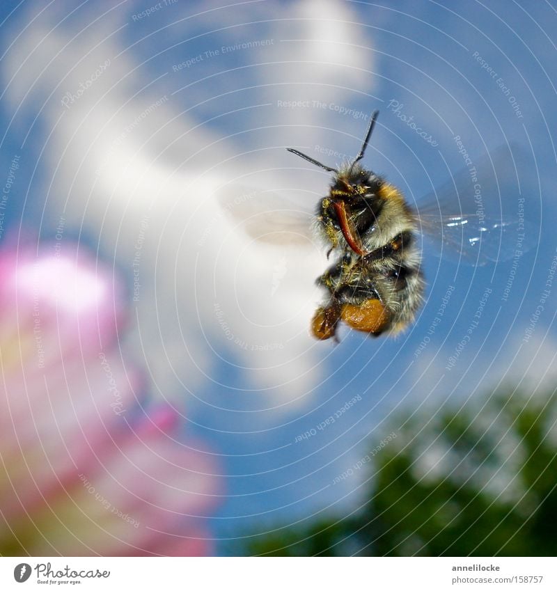 Hummel im Landeanflug Farbfoto Außenaufnahme Nahaufnahme Makroaufnahme Tag Licht Sonnenlicht Froschperspektive Sommer Natur Tier Himmel Frühling Schönes Wetter