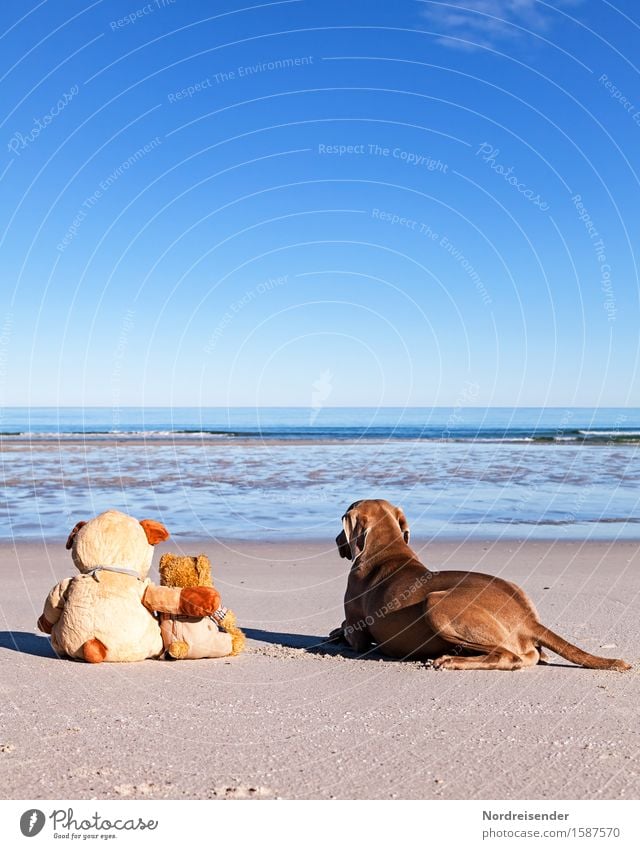 Meerblick Ferien & Urlaub & Reisen Abenteuer Ferne Freiheit Sommer Sommerurlaub Sonne Sonnenbad Strand Sand Wasser Wolkenloser Himmel Schönes Wetter Nordsee