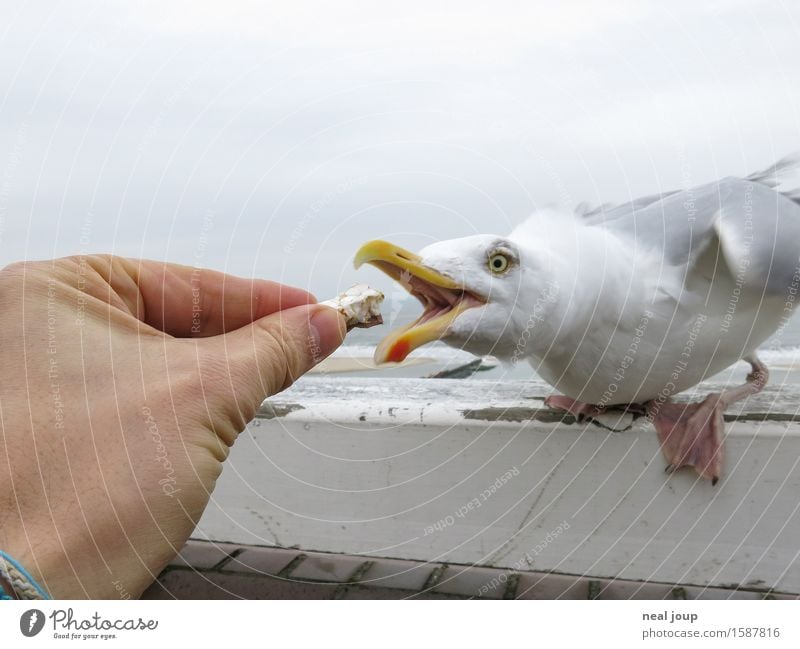 Finger weg! Fingerfood Snack Strand Hand Wolken Nordsee Tier Möwe 1 Fressen füttern Aggression frech maritim Geschwindigkeit blau grau Tierliebe Selbstlosigkeit