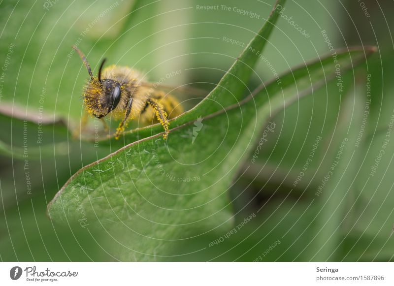 Summertime Natur Pflanze Tier Frühling Blatt Blüte Wiese Wald Wildtier Biene Tiergesicht Flügel 1 fliegen Honigbiene Insekt Erdbiene Erdwespe Farbfoto