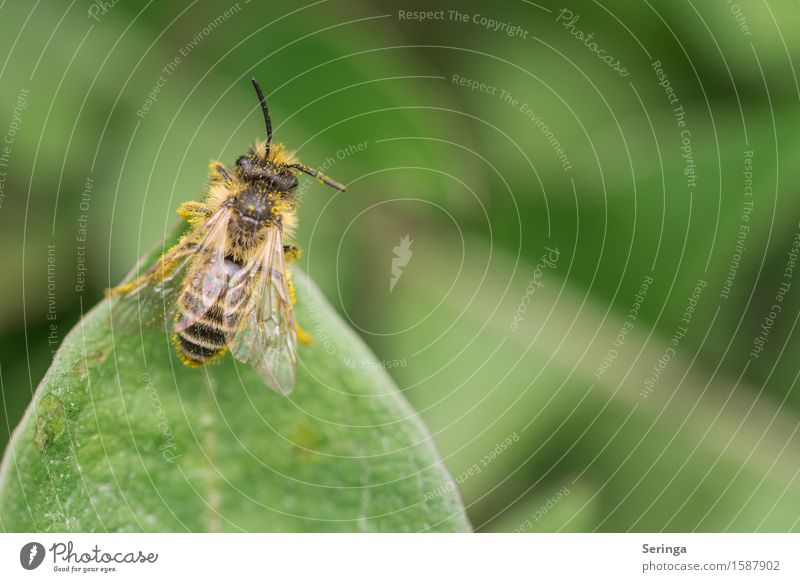 Erdbiene ( Andrena florea ) Natur Pflanze Tier Blume Sträucher Blatt Blüte Garten Park Wiese Feld Wald Wildtier Biene Flügel 1 fliegen Wespen Insekt Farbfoto