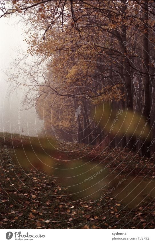 Waldrand Herbst Baum Blatt Wiese Natur Vergänglichkeit Jahreszeiten Landschaft Sehnsucht analog Ferne Leben