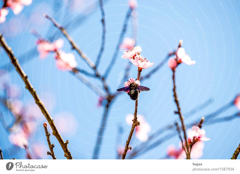 Pfirsichbaum, Blüte im Frühling Pflanze Tier Baum Biene 1 Blühend rosa Prunus persica prächtig März Frühblüher Jahreszeiten Obstbaum Deutschland Steinfrüchte